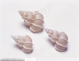 螺旋纹贝壳（三只银白）