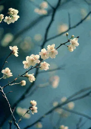 冬天浪漫白色花朵枝叶，冬季植物大雪小雪冬至新春摄影图