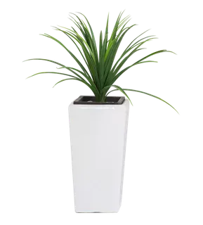 植物盆栽免抠png 植物盆栽免抠png