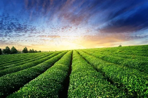 采茶大气梦幻春天茶山 采茶大气梦幻春天茶山