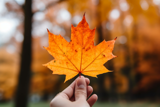 秋天手拿着一片梧桐叶摄影图