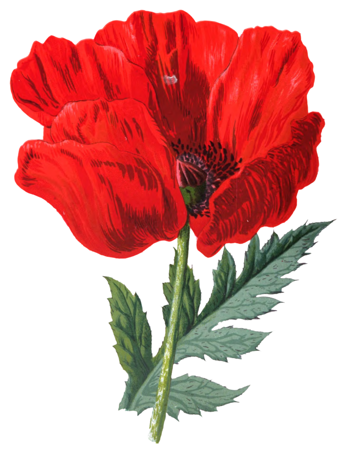 复古手绘植物花卉玫瑰花PNG免扣图案高清图片PS设计素材图