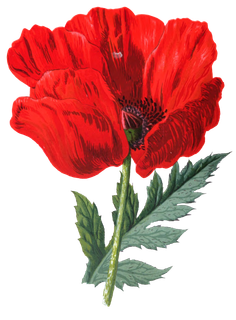 复古手绘植物花卉玫瑰花PNG免扣图案高清图片PS设计素材图