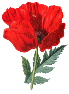 复古手绘植物花卉玫瑰花PNG免扣图案高清图片PS设计素材图