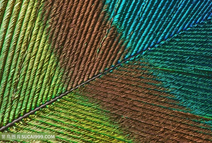 孔雀羽毛背景高清图