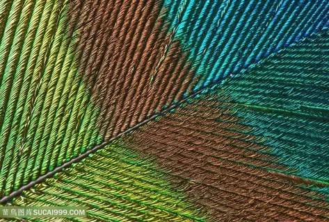 孔雀羽毛背景高清图