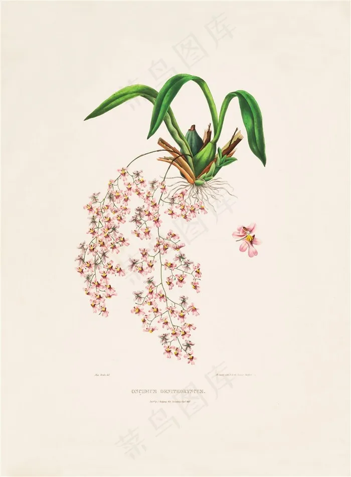 粉色兰花手绘彩绘插画图片