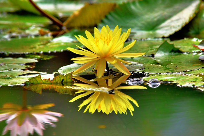 荷塘黄色睡莲图片