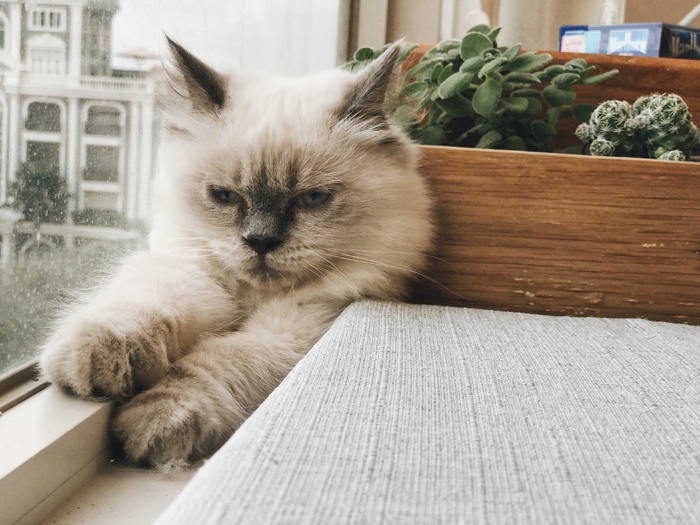 可爱猫咪猫猫摄影素材