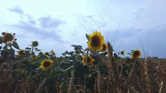 向日葵, 自然, 夏天, 花园, 景观, 野花, 开花