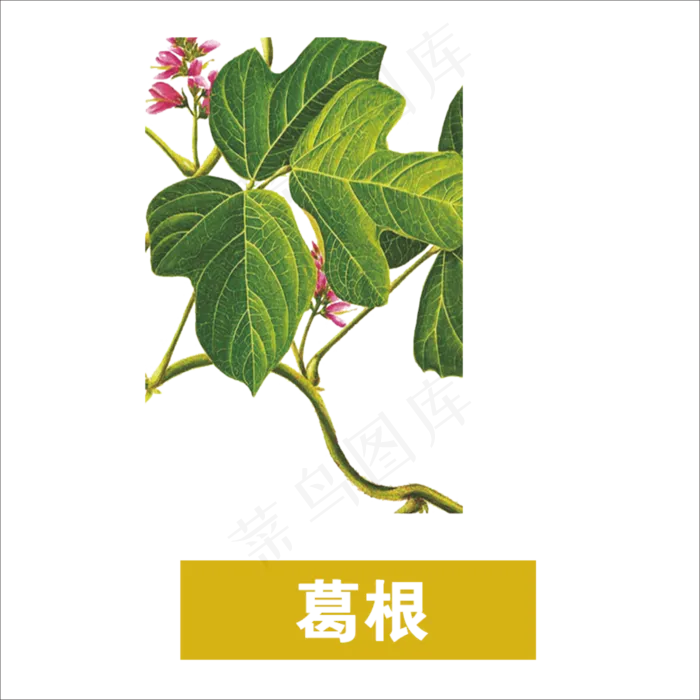 手绘草本中药药材葛根