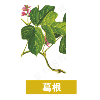 手绘草本中药药材葛根
