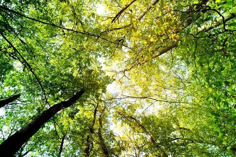 苍天大树高清风景画