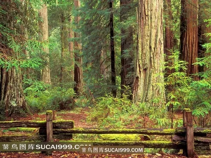 茂密的森林和围栏 茂密的森林和围栏