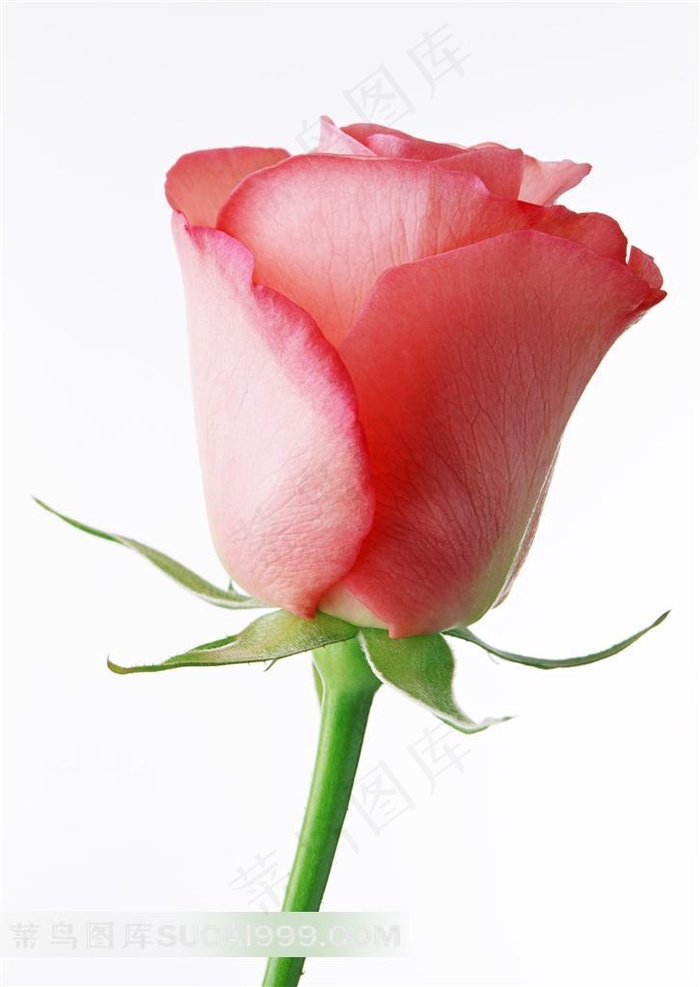 玫瑰花高清摄影素材