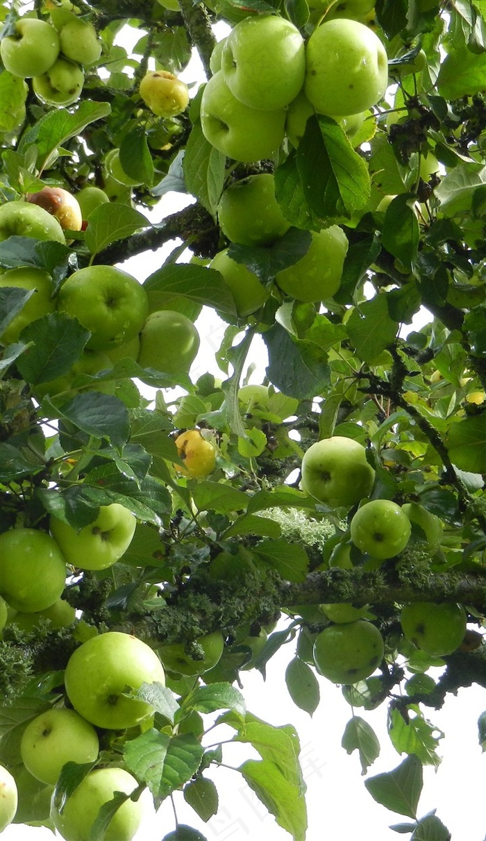 成熟的苹果树