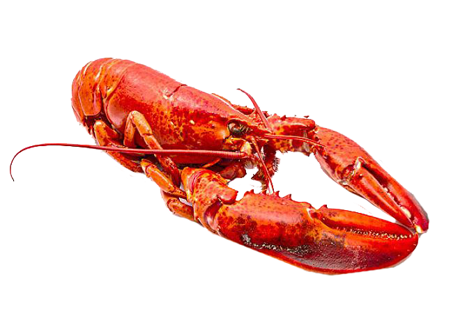 龙虾红色海鲜