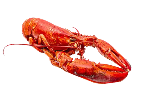 龙虾红色海鲜 龙虾红色海鲜