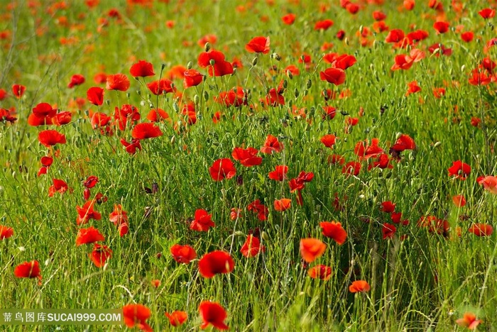 高清野外虞美人花海图片
