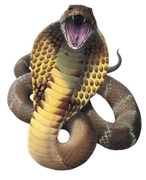 眼镜蛇 PNG免抠(487x600)