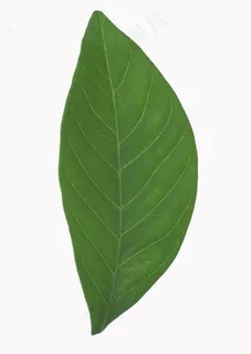 花草特写 1833 花草特写 1833