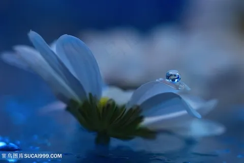 唯美水滴雏菊花瓣鲜花图片
