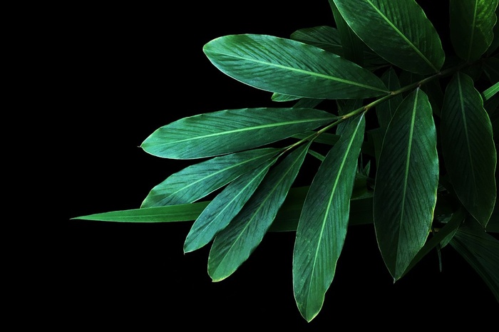 好看的绿色叶子