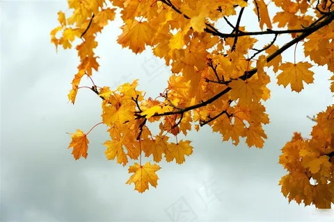 秋天的叶子摄影