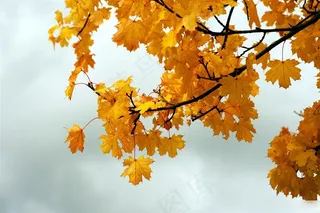 秋天的叶子摄影