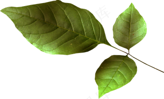 三片叶　　　