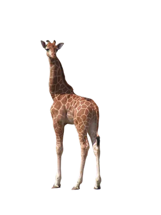 长颈鹿动物非洲鹿动物园设计素材