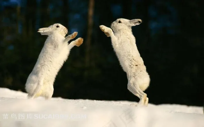 雪地里的两只兔子