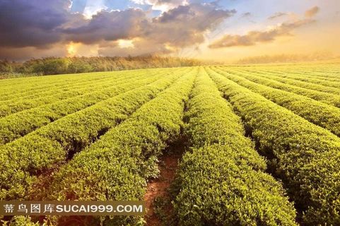茶叶种植园田园风光