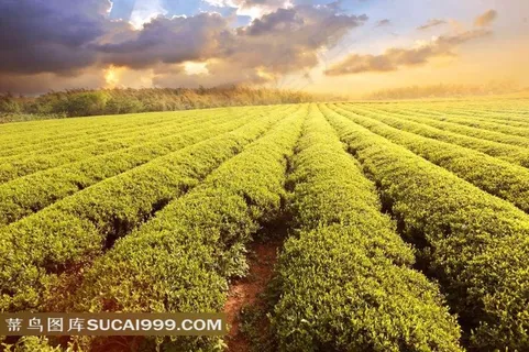 茶叶种植园田园风光 茶叶种植园田园风光