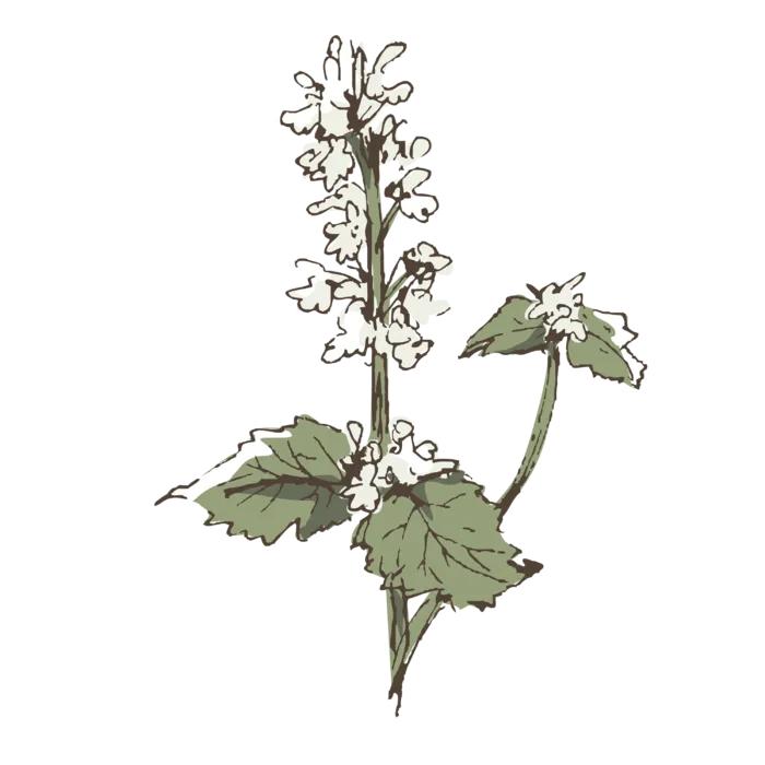线条草本花卉手绘植物-猫薄荷彩色
