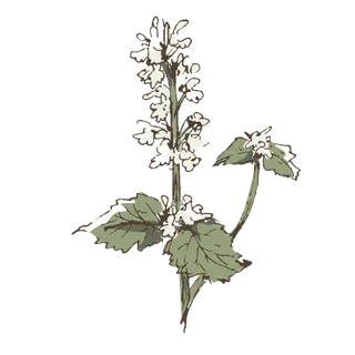 线条草本花卉手绘植物-猫薄荷彩色