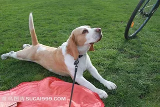 自行车旁趴着的狗