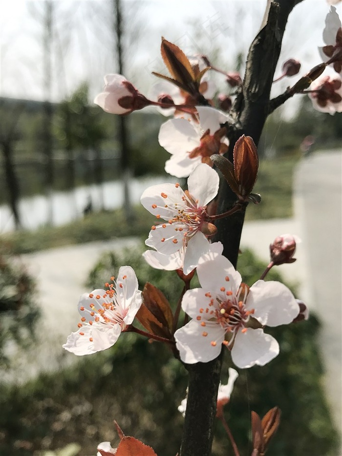 桃花图片素材