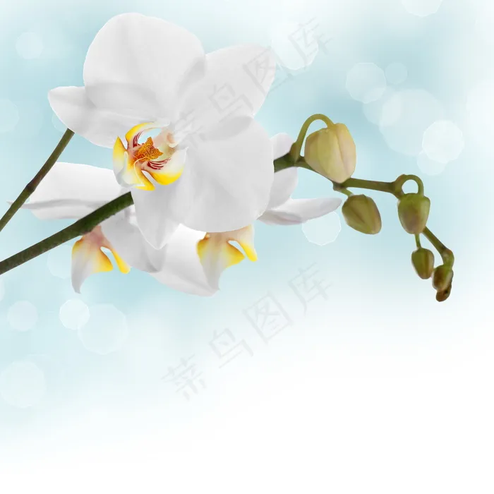 唯美白色蝴蝶兰图片