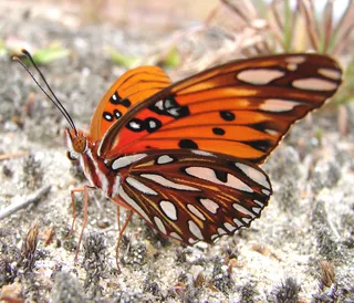 高清漂亮蝴蝶图片下载
