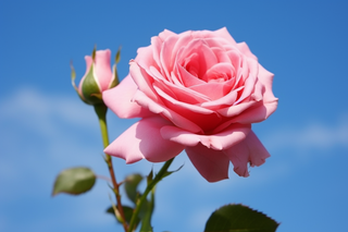 粉红玫瑰特写摄影图