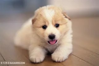 超萌金毛小狗狗高清图片