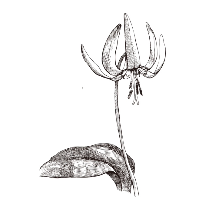 线条草本花卉手绘植物-紫罗兰2