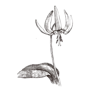 线条草本花卉手绘植物-紫罗兰2