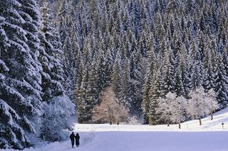 冬天自然背景风景