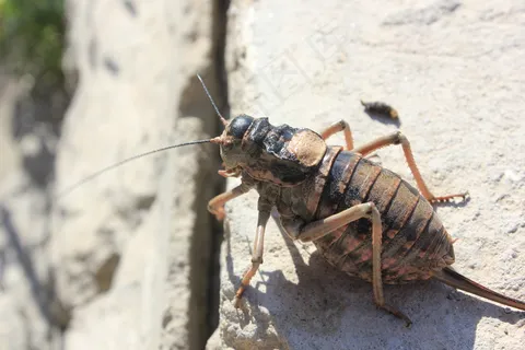 昆虫高清图片下载 昆虫高清图片下载