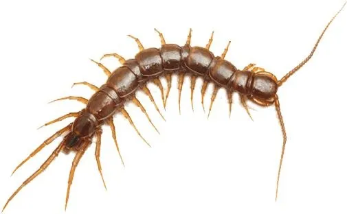蜈蚣 PNG 昆虫免抠(505x312)