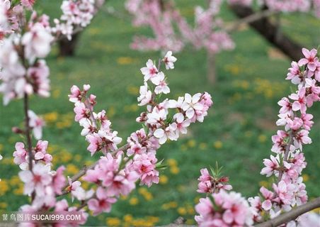 高清花团锦簇唯美桃花图片