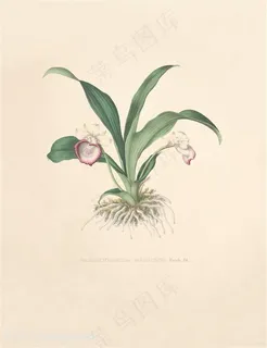 时尚唯美手绘兰花插画