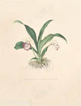 时尚唯美手绘兰花插画